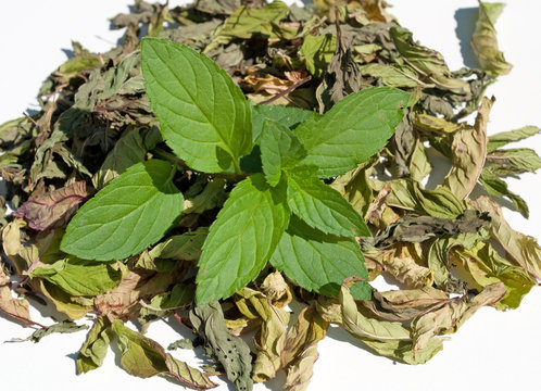 Salvia Kaufen Deutschland